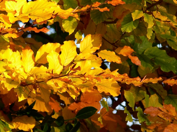 Chant d'automne 2012 (16)